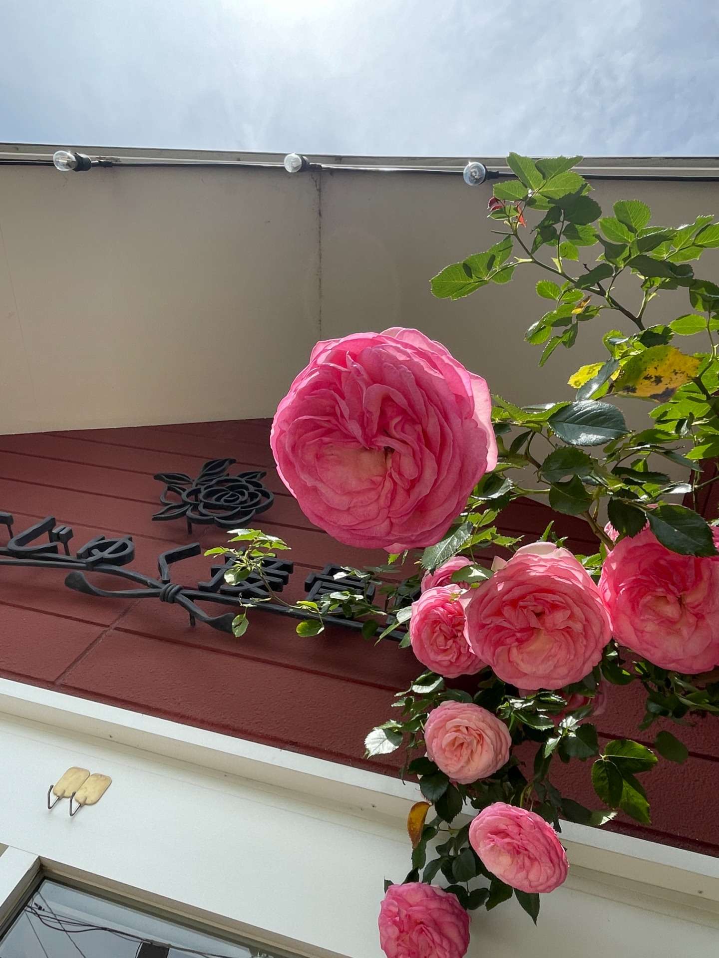 今年も満開🌸ぎっくり腰の原因